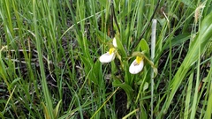 Cypripedium candidum