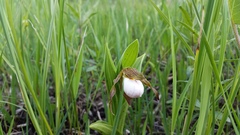 Cypripedium candidum