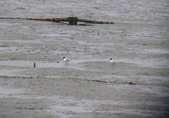 Saundersilarus saundersi