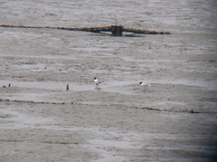 Saundersilarus saundersi