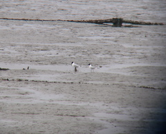 Saundersilarus saundersi