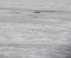 Pluvialis squatarola