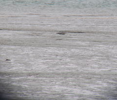 Pluvialis squatarola