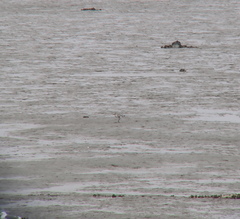 Pluvialis squatarola