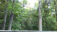 Thryothorus ludovicianus