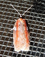 Acleris pulverosana
