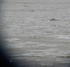 Pluvialis squatarola