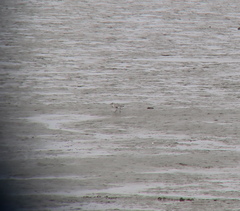 Pluvialis squatarola