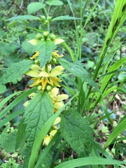 Lamium galeobdolon