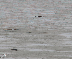 Pluvialis squatarola