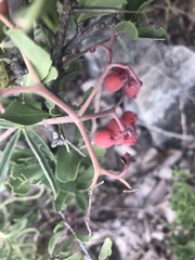 Cyphostemma omburense