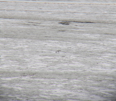 Pluvialis squatarola