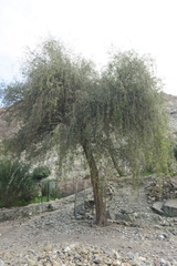 Prosopis cineraria