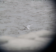 Saundersilarus saundersi