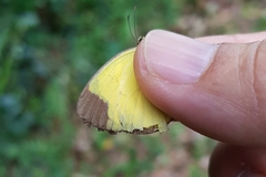 Eurema sari