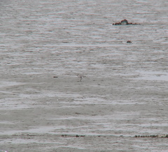 Pluvialis squatarola