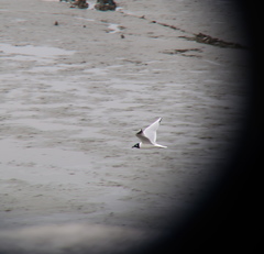 Saundersilarus saundersi