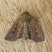 Tasmanian Cutworm - Photo (c) Donald Hobern, some rights reserved (CC BY)
