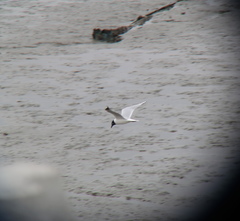 Saundersilarus saundersi