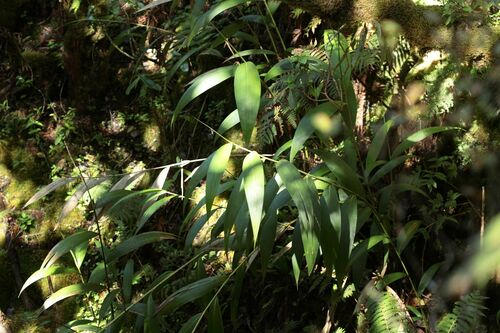 Joinvillea ascendens observed 2010-12-14