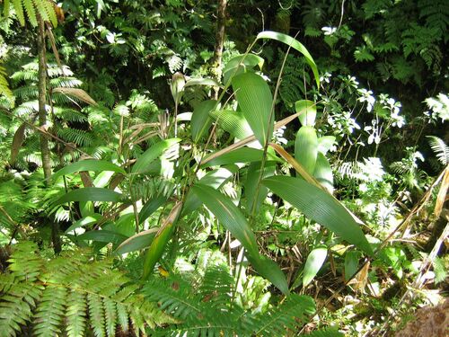 Joinvillea ascendens observed 2005-08-26