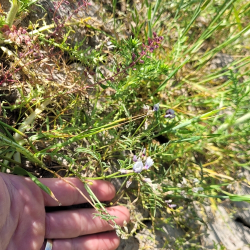 Image of Astragalus tener by (c) Konshau Duman, some rights reserved (CC BY)