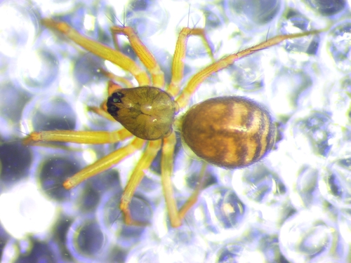 Canariphantes zonatus