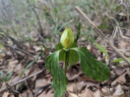 Trillium recurvatum