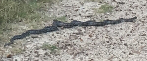 Pantherophis emoryi