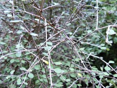 Coprosma rubra