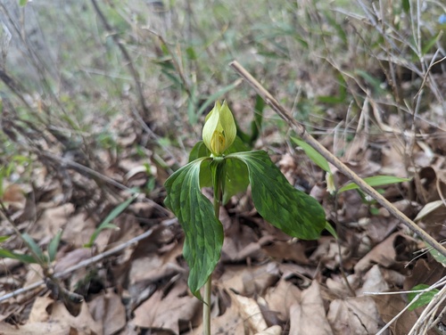 Trillium recurvatum