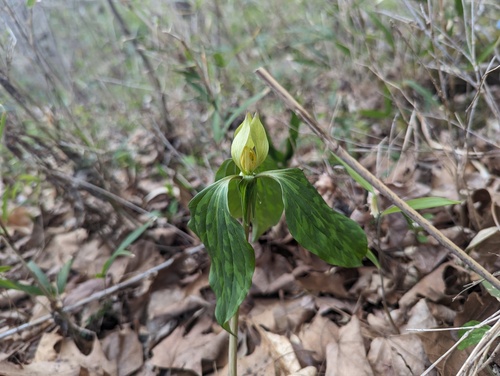 Trillium recurvatum
