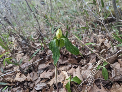 Trillium recurvatum