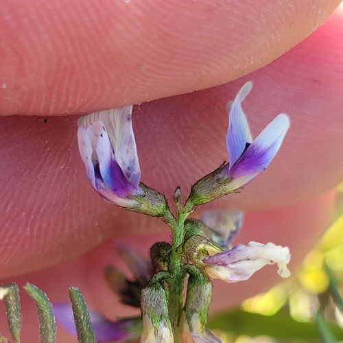 Image of Astragalus tener by (c) Konshau Duman, some rights reserved (CC BY)