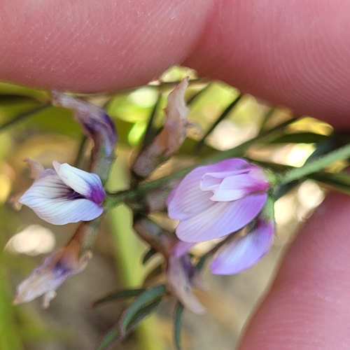 Image of Astragalus tener by (c) Konshau Duman, some rights reserved (CC BY)