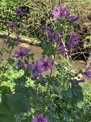 Malva sylvestris