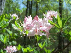Rhododendron periclymenoides