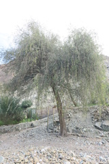 Prosopis cineraria