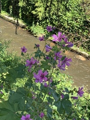 Malva sylvestris