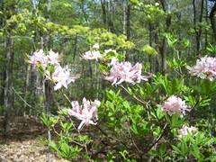 Rhododendron periclymenoides