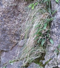 Rytidosperma gracile