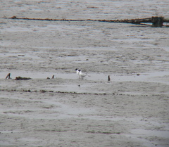 Saundersilarus saundersi