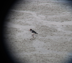 Haematopus ostralegus