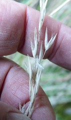 Rytidosperma gracile