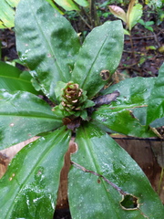 Costus varzearum