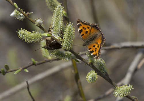Scarce Tortoiseshell photo 4