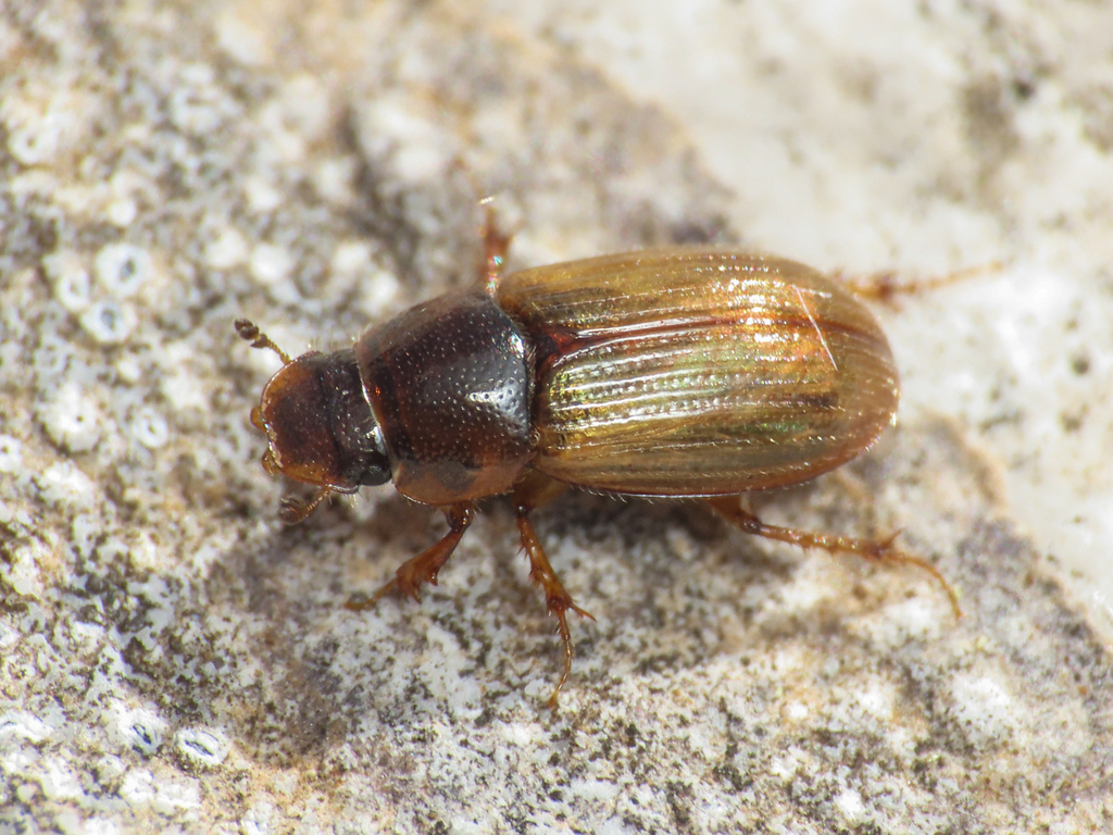 Euheptaulacus porcellus