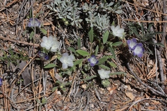 Phacelia davidsonii