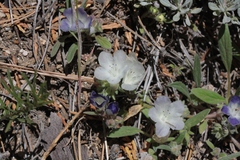 Phacelia davidsonii