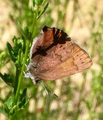 Callophrys augustinus iroides